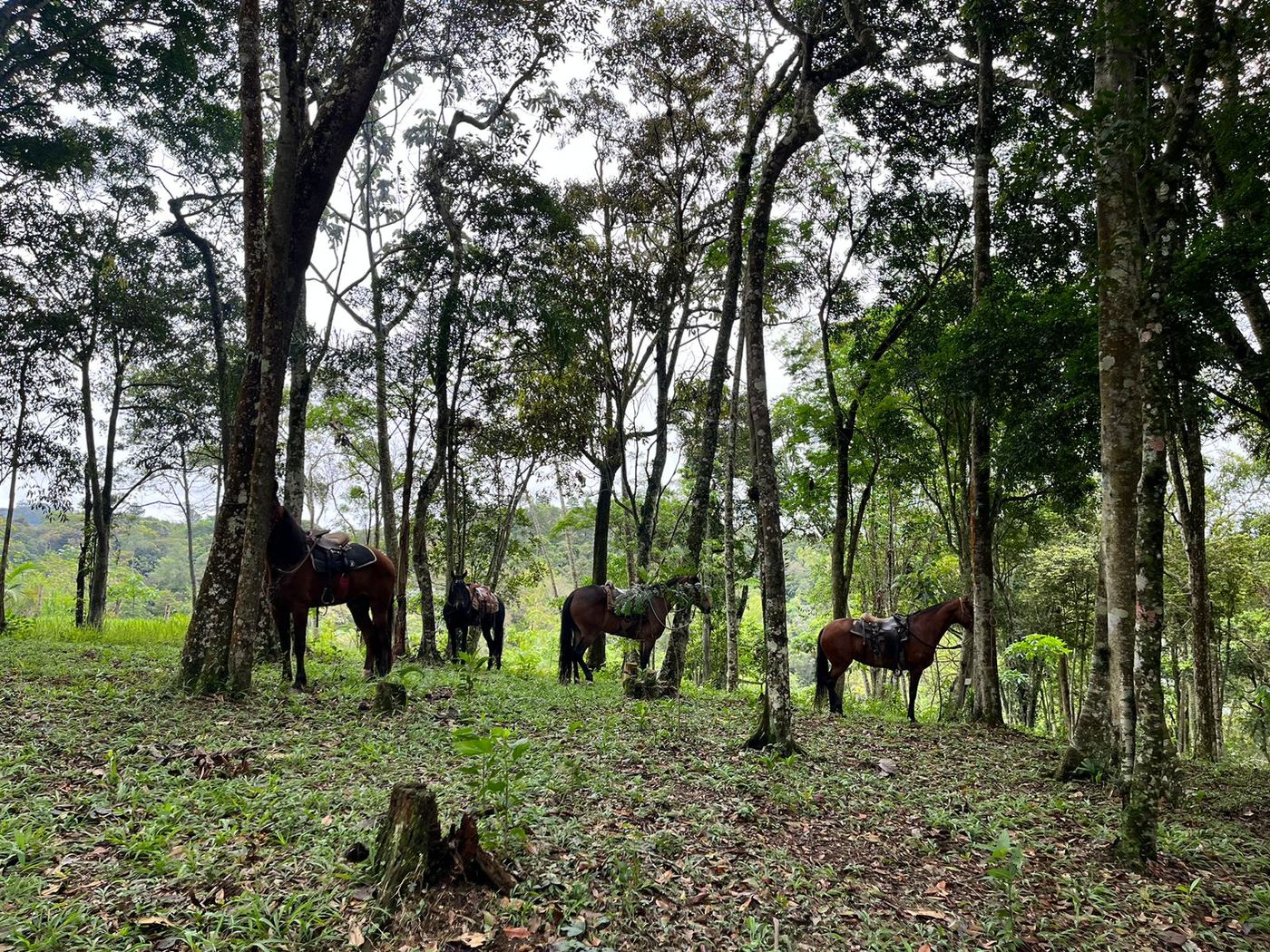 Trilha na mata do sítio, com árvores altas e cavalos ao fundo
